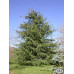 Cedrus Deodara - Himalajski kedar
