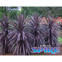 Cordyline australis Burgundy Spire - Kordilin Burgundy Spire