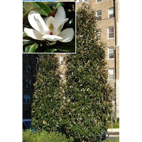 Magnolia grandiflora Alta - Stubasta zimzelena magnolija Alta Magnolia grandiflora Alta - Stubasta zimzelena magnolija Alta