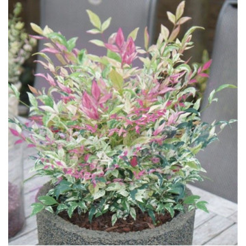 Nandina Twilight