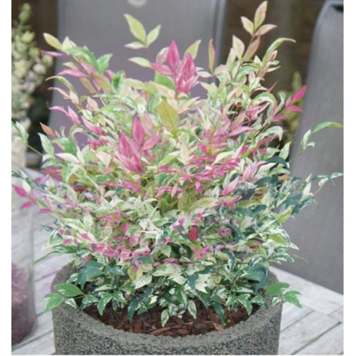Nandina Twilight