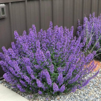 Nepeta Walkers Low