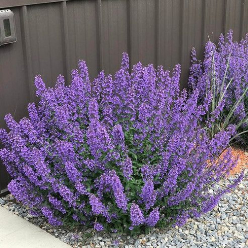 Nepeta Walkers Low