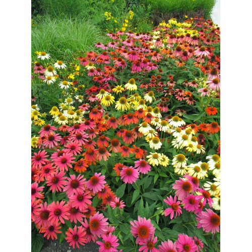 Echinacea Cheyenne Spirit - Ehinacea Cheyenne Spirit