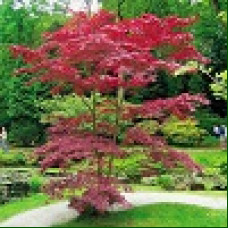 Acer Palmatum Atropurpureum - Japanski javor Atropurpureum