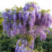 Wisteria sinensis - Plava kiša