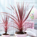 Cordyline australis Charlie  Boy - Kordili Charlie Boy