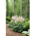 Astilbe chinensis Vision in White - Astilba Vision in White