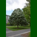 Tilia Tomentosa - Srebrna lipa