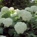 Hydrangea arborescens Strong Annabelle - Hortenzija  Strong Anabel