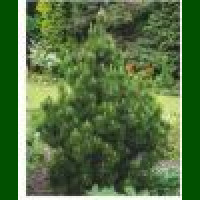 Pinus nigra - Crni bor