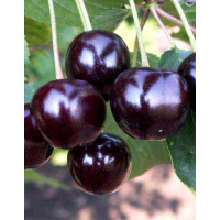 Višnja Feketićka Višnja Feketićka