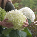 Hydrangea arborescens Strong Annabelle - Hortenzija  Strong Anabel