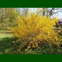 Forsythia x intermedia - Forzicija