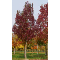 Fraxinus angustifolia Raywood - Uskolisni jasen Raywood
