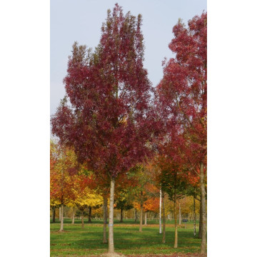Fraxinus angustifolia Raywood - Uskolisni jasen Raywood