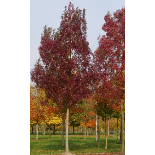 Fraxinus angustifolia Raywood - Uskolisni jasen Raywood