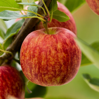 Jabuka Gala Jabuka Gala