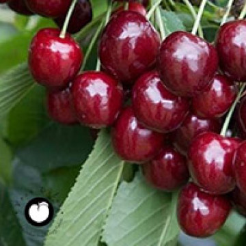 Trešnja Germersdorf Trešnja Germersdorf