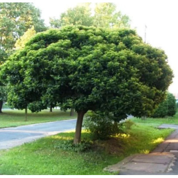 Morus alba Fegyvernekiana - Beli dud Feđvernekiana Morus alba Fegyvernekiana - Beli dud Feđvernekiana