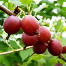 Ribes uva crispa Captivator - Ogrozd crveni Captivator