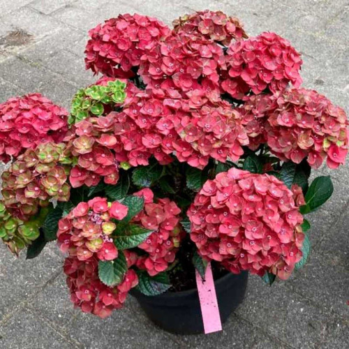 Hydrangea macrophylla Rebellion Choco Love - Baštenska hortenzija R.Choco Love