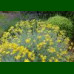 Helichrysum italicum - Smilje