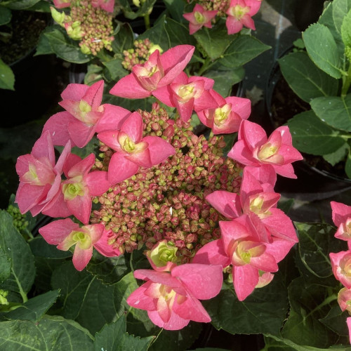 Hydrangea macrophylla Flame Hot Pink - Baštenska hortenzija Flame Hot Pink