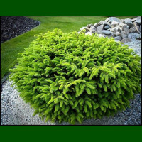 Picea abies Nidiformis - Patuljasta smrča Nidiformis