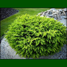 Picea abies Nidiformis - Patuljasta smrča Nidiformis