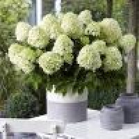 Hydrangea paniculata Little Spooky - Drvenasta hortenzija Little Spooky