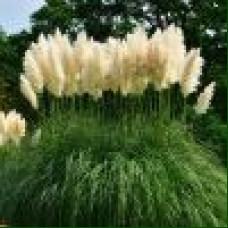 Cortaderia selloana White Feather - Pampas trava White Feather