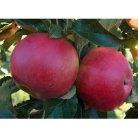 Jabuka Ajdared Jabuka Ajdared