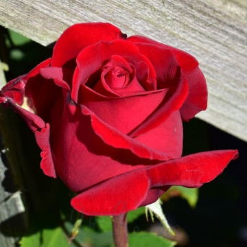 Čajevka Ingrid Bergman Čajevka Ingrid Bergman