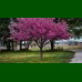 Cercis canadensis - Judino drvo