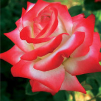 Čajevka Kaiserin Farah