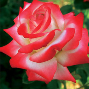 Čajevka Kaiserin Farah Čajevka Kaiserin Farah