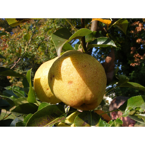 Kruška Kiefer Kruška Kiefer