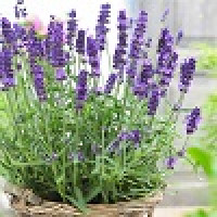 Lavanda angustifolia - Lavanda