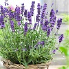 Lavanda angustifolia - Lavanda