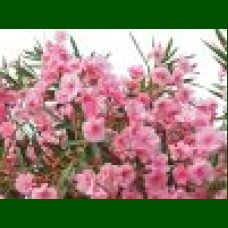 Nerium oleander - Oleander