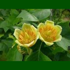 Liriodendron tulipifera-Tulipanovac