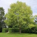 Liriodendron tulipifera-Tulipanovac