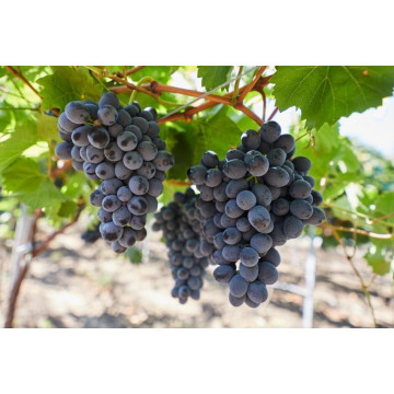 Vinova loza Moldova Vinova loza Moldova