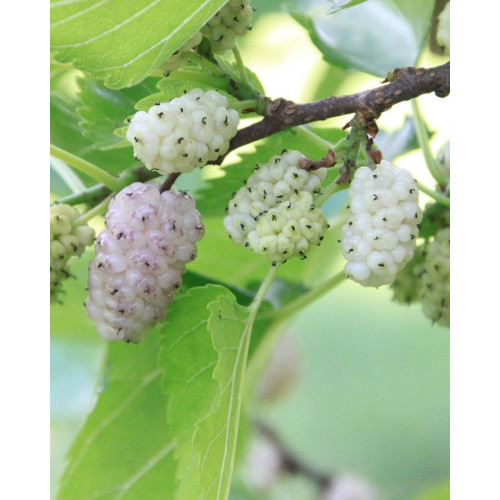 Morus alba Eldorado - Beli dud Eldorado