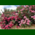 Nerium oleander - Oleander