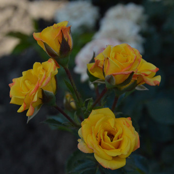 Ruža stablašica Pepito Ruža stablašica Pepito