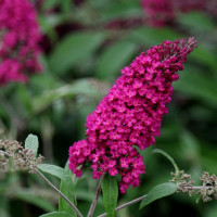 Buddleja davidii Royal Red - Letnji jorgovan 