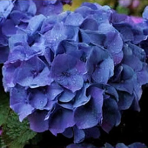 Hydrangea macrophylla Jip Blue - Baštenska hortenzija Jip Blue