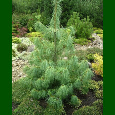 Pinus Wallichiana - Himalajski bor